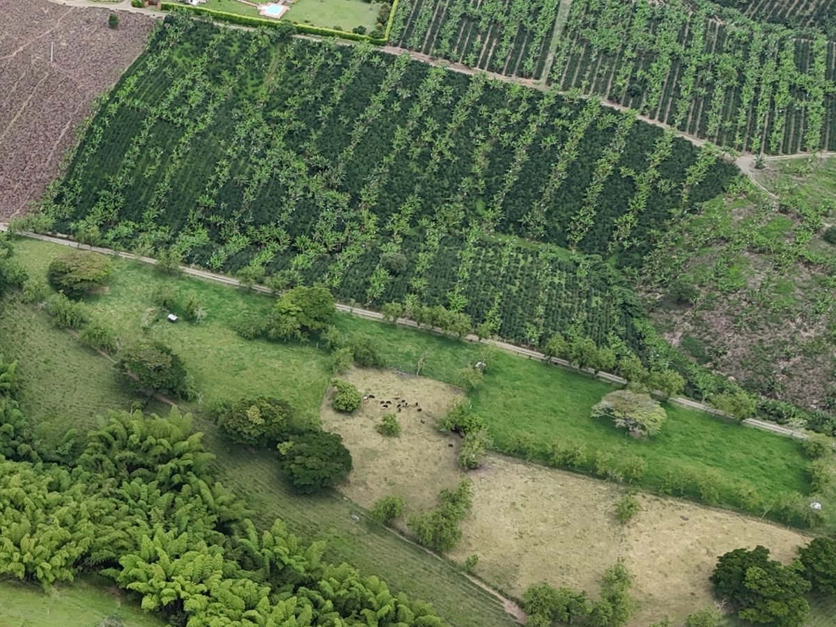 Cultivos de café en el entorno de El Rosario Naturalmente, Quimbaya